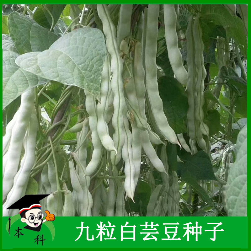 九粒白芸豆种子豆子改良特级搭架蔬菜籽春秋播种籽四季豆南方大全