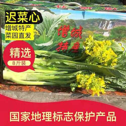 广东增城迟菜心新鲜现摘现发