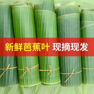 广东新鲜芭蕉叶整齐无农药现摘粽子食材粑粑糍粑烧烤鱼鸡荷香味浓