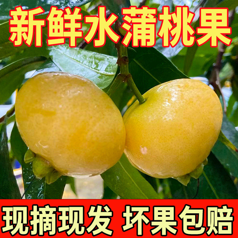 水蒲桃果新鲜叮当果水番桃香果铃铛果稀有孕妇可吃果广东特产顺丰