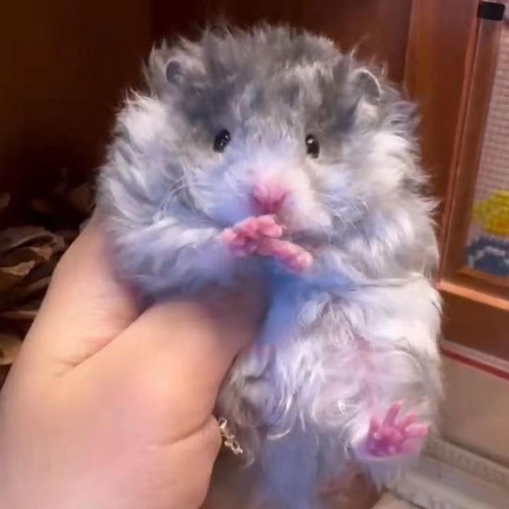 稀有长毛纯银金丝熊仓鼠