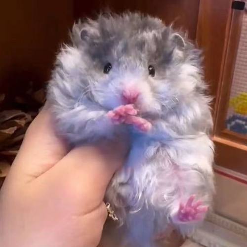 稀有长毛纯银金丝熊仓鼠