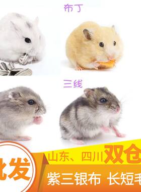 仓鼠批发金丝熊双仓发货