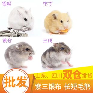 仓鼠活物批发紫仓三线银狐布丁金丝熊公婆奶茶大量摆地摊神器养殖