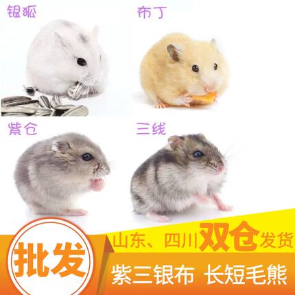 仓鼠活物批发紫仓三线银狐布丁金丝熊公婆奶茶大量摆地摊神器养殖