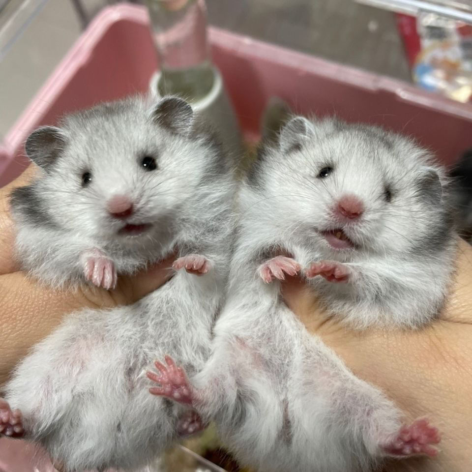 长毛熊大全纯银金丝熊仓鼠