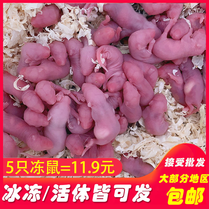 实验无菌小白鼠乳鼠红皮乳鼠喂猫玉米饲料繁殖组新鲜速冻活饵包装-封面