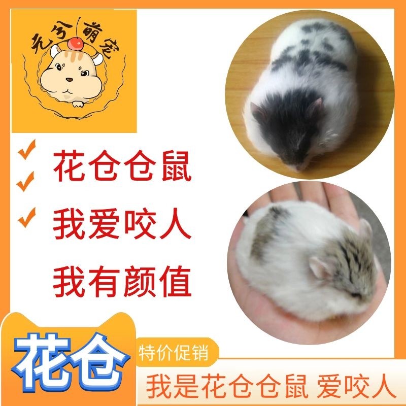 Hamsters living thing pet living thing baby Flowers positions Pudding Silver fox Purple positions Three linein the Pet/Pet food and supplies , Class pet hamsters and other small , Hamsters  category - from Buy2taobao.com to provide professional Taobao agent buy service