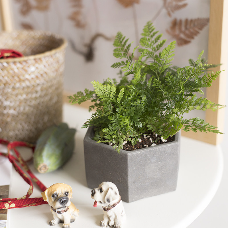 Let plant 狼尾蕨兔脚蕨 室内小盆栽绿植桌面小盆栽 带盆栽好发货在类目 鲜花速递/花卉仿真/绿植园艺, 花卉/绿植盆栽（新）, 绿植中 - 来自Buy2taobao.com提供专业的淘宝代购服务