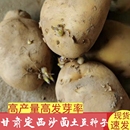 甘肃定西土豆种子黄心马铃薯种子新鲜黄皮黄心土豆栽种子没芽