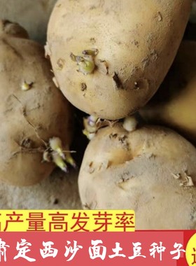 甘肃定西土豆种子黄心马铃薯种子新鲜黄皮黄心土豆栽种子没芽