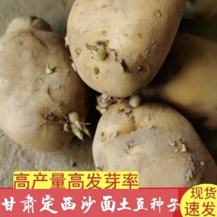 甘肃定西土豆种子黄心马铃薯种子新鲜黄皮黄心土豆栽种子没芽
