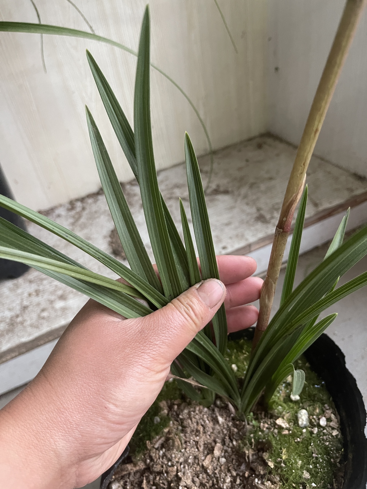 木纹叶质惠兰中矮惠高花架九节兰随州兰花开花香飘逸硬叶