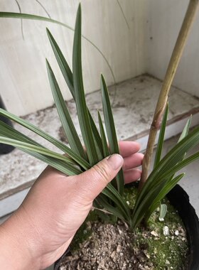 木纹叶质惠兰中矮惠高花架九节兰随州兰花开花香飘逸硬叶