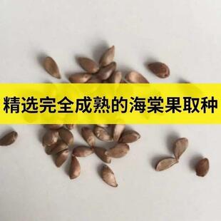 河北怀来县沙藏八棱海棠种子八棱海棠种子海棠种子可直接播种