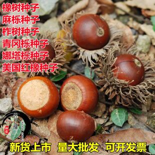 橡树种子青冈麻栎花栎树橡子橡籽花栗树柞树美国红橡青冈树苗种子