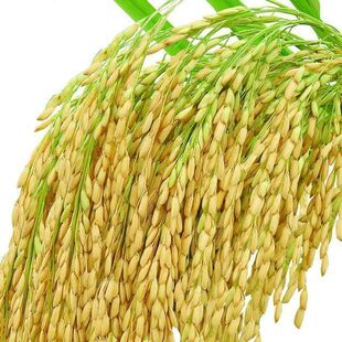 旱稻种子高产临旱1号山地丘陵旱地直播常规稻谷水稻旱谷种子旱地