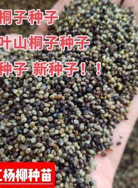 今年新采的山桐子种子毛叶山桐子种籽造林树种子落叶乔木树上油库