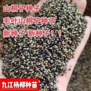 今年新采的山桐子种子毛叶山桐子种籽造林树种子落叶乔木树上油库