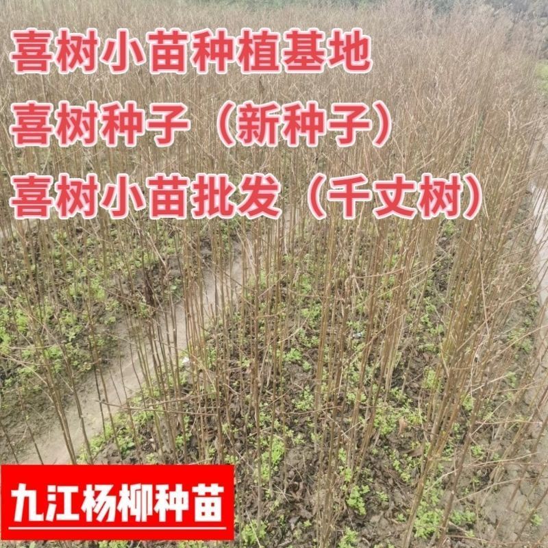 当年新采喜树种子又名千丈树耐旱造林种苗喜树种籽喜树小苗种植