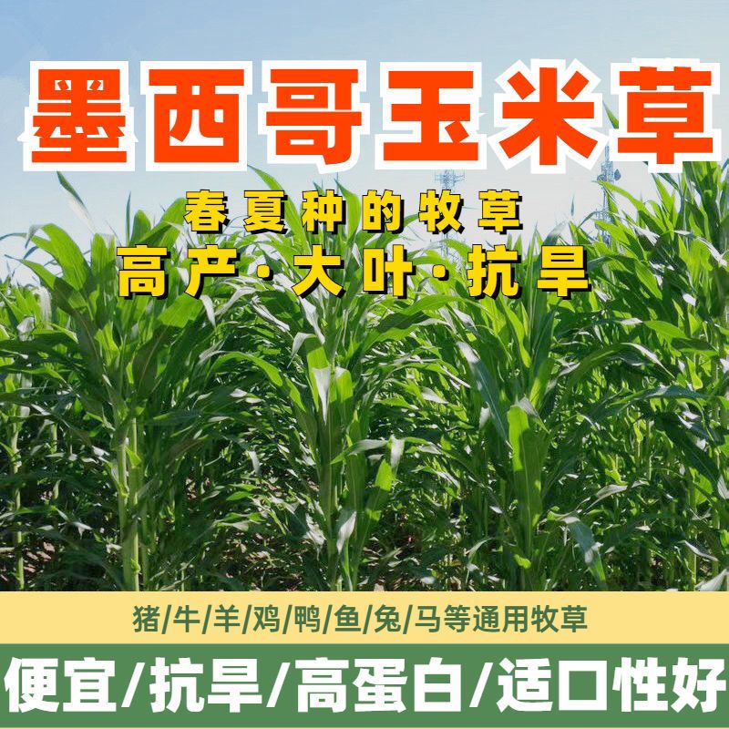 墨西哥高产进口玉米草种耐旱牧草种子12养殖牛羊草籽四季常青
