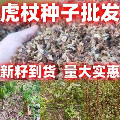 虎杖种子花斑竹酸筒杆种子包邮黄地榆酸筒笋酸筒杆虎杖嫩杆