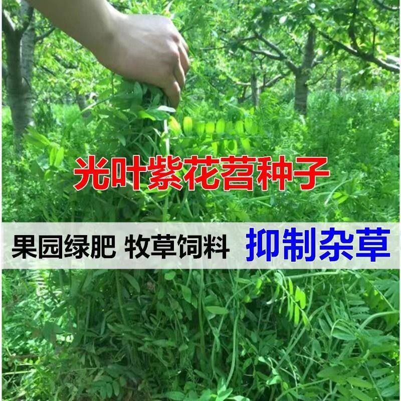 绿肥种籽毛苕子种长柔毛野豌豆种子果园光叶紫花苕养蜂蜜源草种子