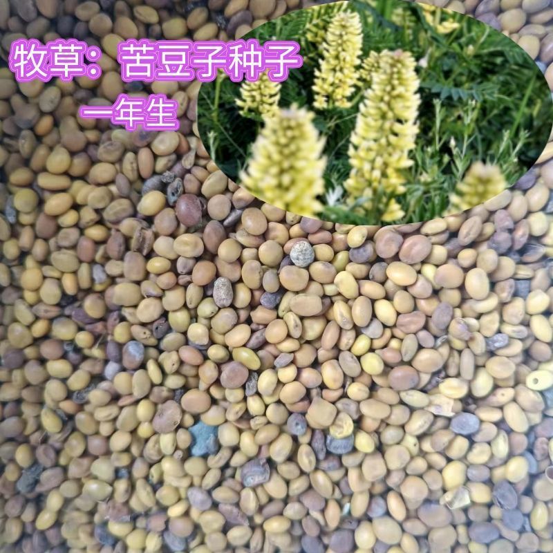 牧草种子  苦豆子籽  一年生种子