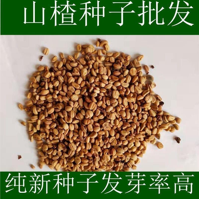 山楂种子 新采野生山楂树种籽 山里红种子育苗山楂籽果树苗木种子