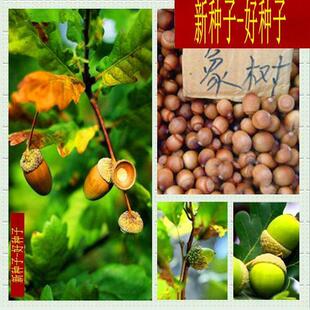 橡树种子橡树苗青冈栎橡子苗栗茧蒙古栎