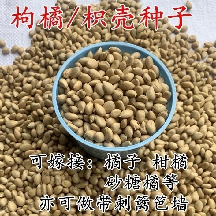 新采枸橘种子枳壳种籽子枸桔积壳树苗嫁接砧木香橙红桔橘篱笆四季