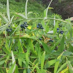 2024新黄精种子老虎姜鸡头新鲜滇黄精多花姜型不倒苗黄精种籽药材