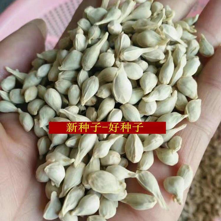 四川红桔种子香橙枸橘种子新鲜枳壳枸橘种子