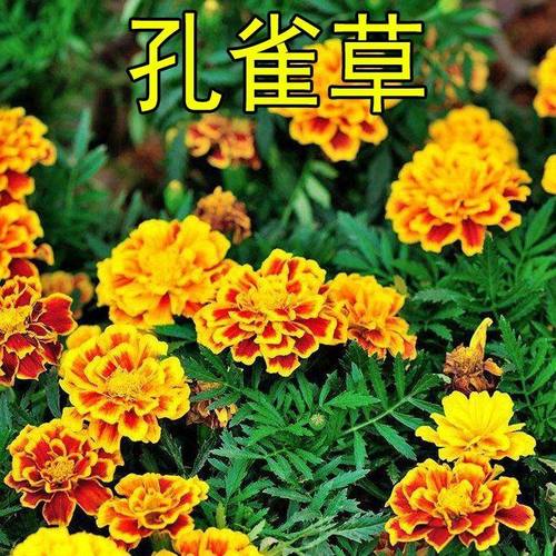 孔雀草种子混色四季易活