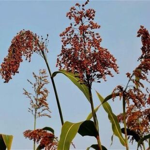 长杆高粱种子 抗旱耐瘠薄杂粮种子 绿化 做天然工艺品/盖帘/扫帚