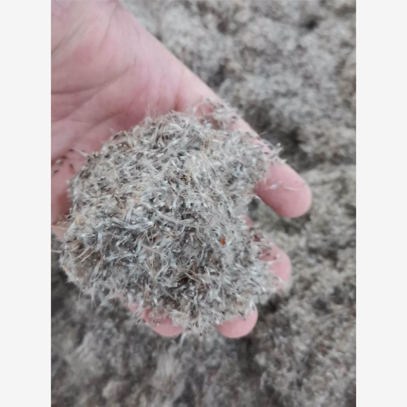 白头翁苗盆栽种子花籽奈