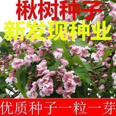 速生楸树种子 金丝楸种子 梓桐 旱楸蒜台 水桐树种子梓树种子包邮