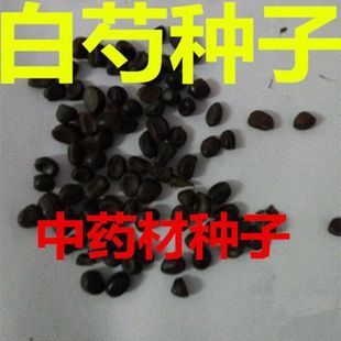 新白芍种子 白芍籽 白芍药种子赤芍种子 中药材籽散称试种