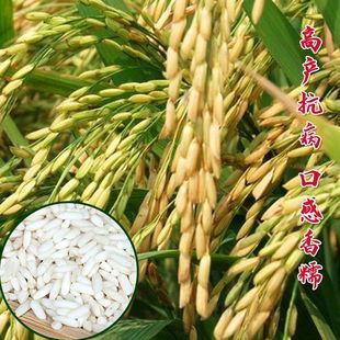糯稻糯稻种子高产大穗大粒中糯长粒糯米珍珠糯稻糯米水稻种子易种