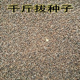 药材种子 千斤拔种子小叶千斤拔种子大叶千金拔种子盆栽庭院种植