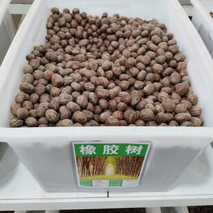 橡胶树种子林木种籽经济林四季多年生景观绿化工程观叶种孑