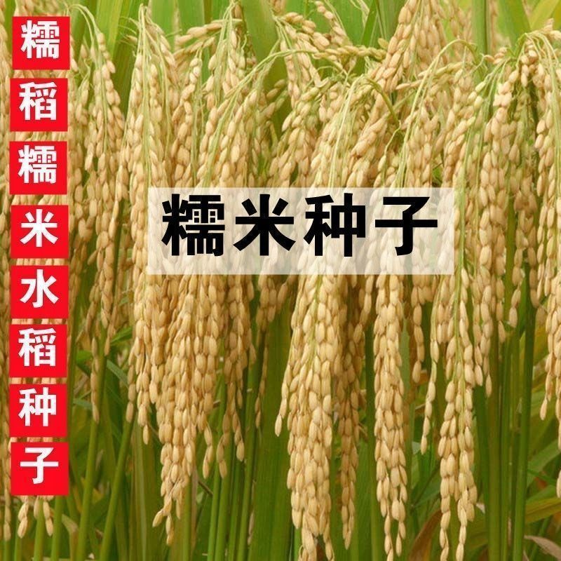 稻糯米水稻种子高产大穗圆粒中糯圆粒糯米珍珠糯稻糯稻种子易种