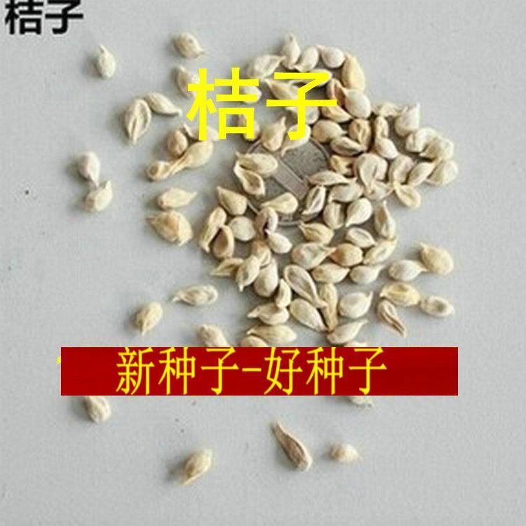 桔子种子、果树桔子种子、金橘树种子盆栽柑橘子、砂糖桔