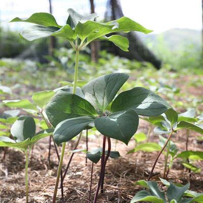 药材种子正宗重楼种子云南滇重楼七叶一枝花独脚莲种苗籽包邮