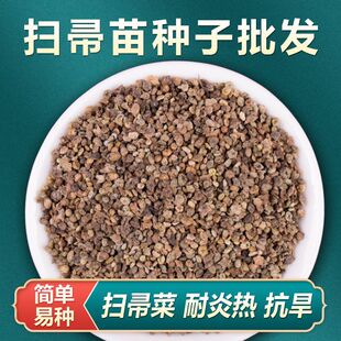 扫帚苗种子扫把菜草籽地肤子地肤子种子大全易种农家菜籽药用种孑