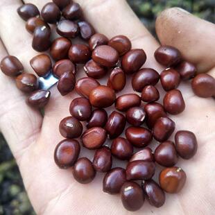 赤芍种苗,芍药种苗,白芍籽,中药材种苗 赤芍籽,赤芍种子,正品