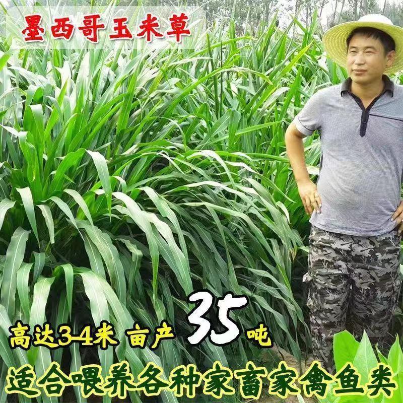 墨西哥玉米草种牧草种籽四季养殖多年生再生进口猪牛羊兔畜禽种子