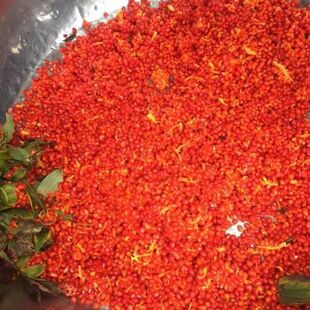 滇重楼种籽七叶一枝花种籽独角莲种子云南重楼种子种苗2024年新鲜