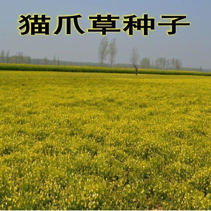 新采 药材种子 猫爪草种子 猫爪草种籽中药材种子