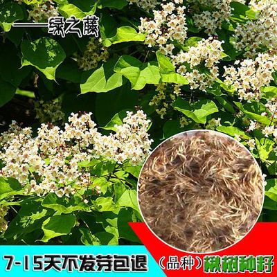 楸树种子梓树种子金丝楸种子臭梧桐种子黄花楸水桐楸河楸梓桐种子